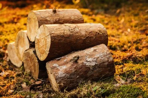Tree trunks on moss in the forest at sunset Stock Photos