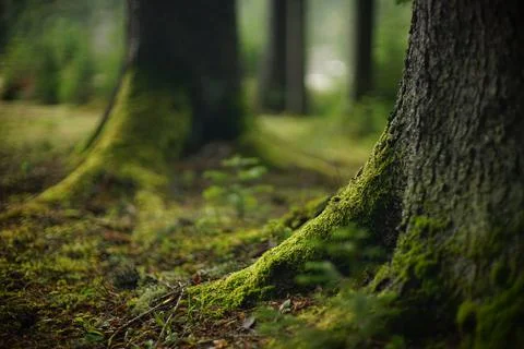 Tree trunks with moss. Large tree trunks covered with moss and lichen Stock Photos