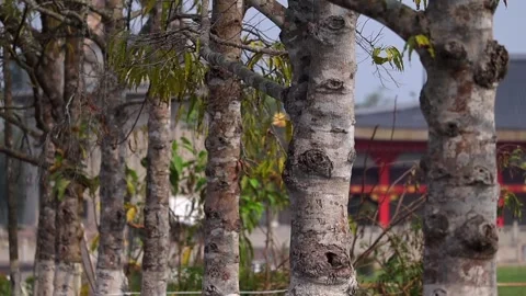 Tree trunks with natural texture in outdoor setting Stock-Footage 332612995