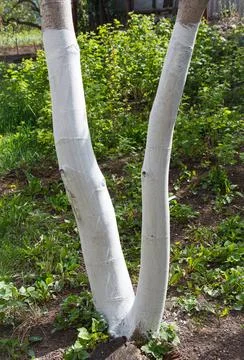 Tree trunks painted white for protection against pests and sun damage in a .. Stock Photos