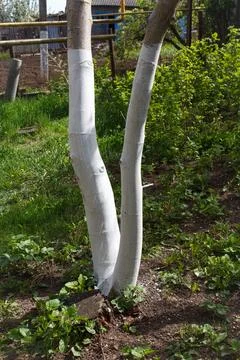 Tree trunks painted white for protection against pests and sun damage in a .. Stock Photos