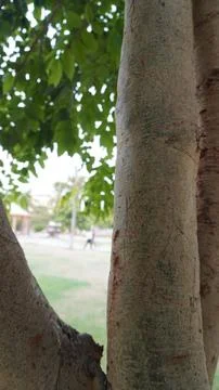 Tree Trunks in Park Setting Natural Outdoor Forest Design Concepts 写真素材