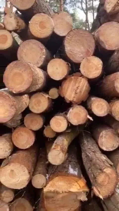 Tree trunks as part of the logging process for the lumber industry 動画素材 148393575