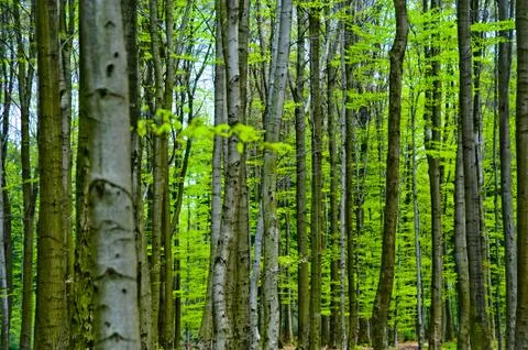 Tree trunks Stock Photos