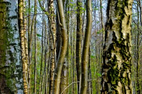 Tree trunks Stock Photos