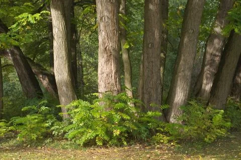 Tree trunks Stock Photos