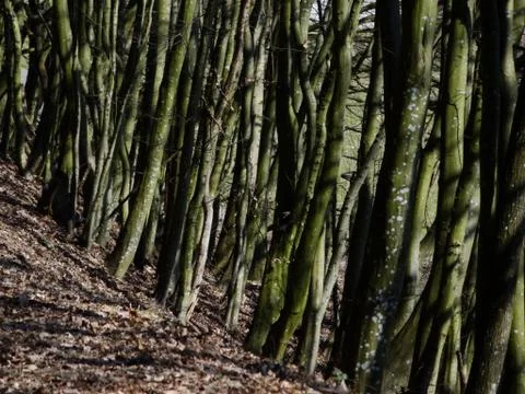 Tree trunks Stock Photos