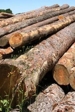 Tree trunks Stock Photos