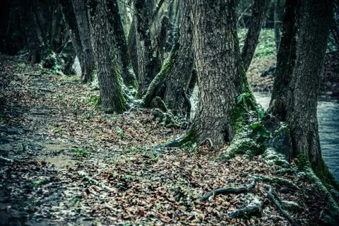 Tree trunks Stock Photos