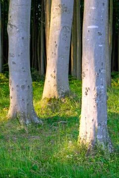 The tree trunks Stock Photos