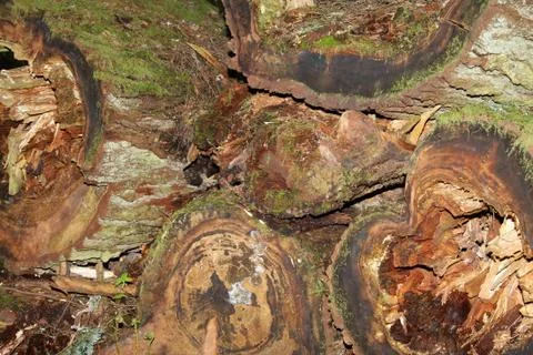 Tree trunks Stock Photos