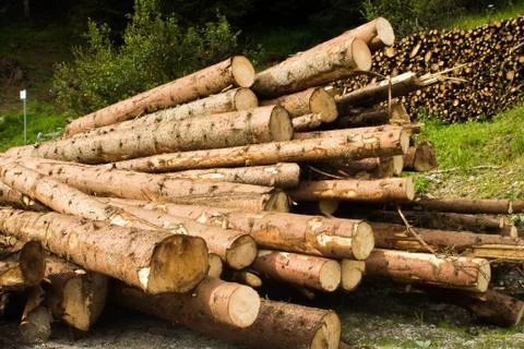 Tree trunks Stock Photos