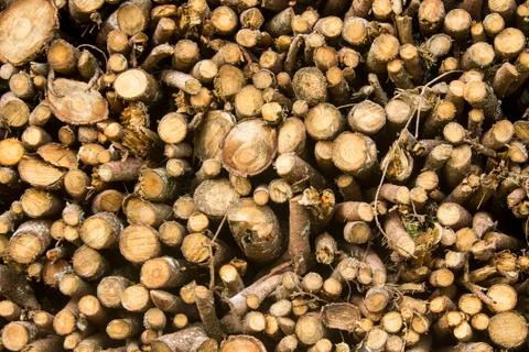 Tree trunks Stock Photos