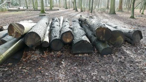 Tree trunks. Stock Photos
