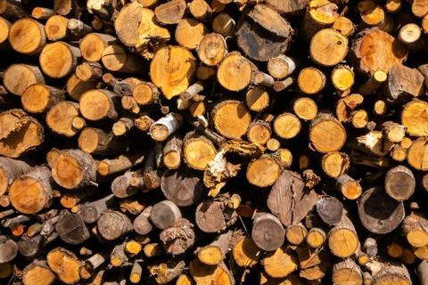 Tree trunks Stock Photos