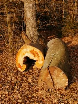 Tree-trunks Stock Photos