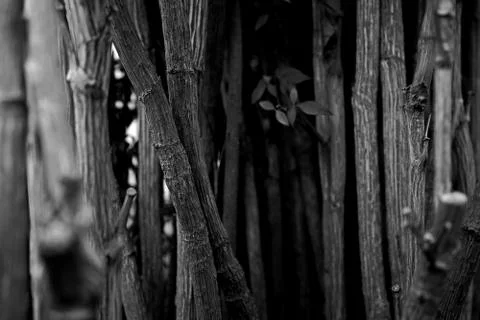 Tree Trunks Foto stock