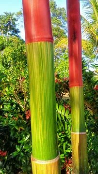 Tree trunks Stock Photos