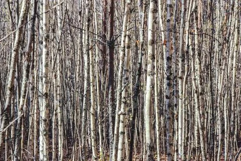 Tree trunks 스톡 사진