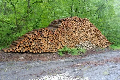 Tree trunks piled up for transportation Stock Photos