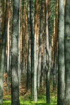 Tree trunks in a pine forest. Stock Photos