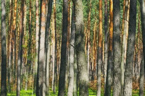Tree trunks in a pine forest. Stock Photos