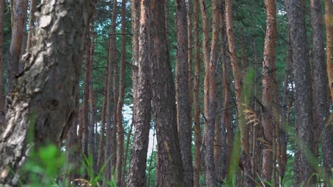 Tree trunks in a pine forest, wooden background Vídeos de archivo 136512823