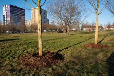 Tree trunks protected from damage by bamboo rods in the park. Chip mulch near Stock Photos