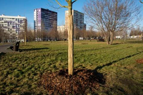 Tree trunks protected from damage by bamboo rods in the park. Chip mulch near Stock Photos