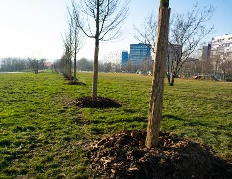 Tree trunks protected from damage by bamboo rods in the park. Chip mulch near Stock Photos