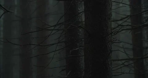 Tree trunks in rain - 2 Stock Footage 238881825