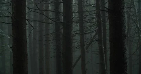 Tree trunks in rain storm Stock Footage 238881841