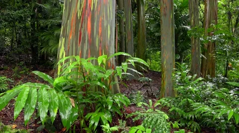 Tree Trunks of the Rainbow Eucalyptus in Hawaiian Rainforest - Road to Hana Vidéo 54070174