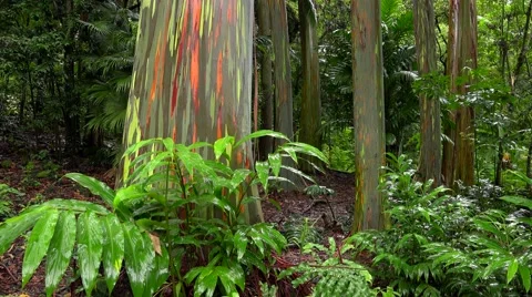 Tree Trunks of the Rainbow Eucalyptus in Hawaiian Rainforest (tilt) - Hana 스톡 동영상 54070886