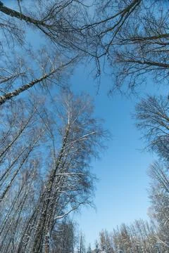 Tree trunks reach sky, Birch trees against bright sky, Tall birch trunks co.. Stock Photos