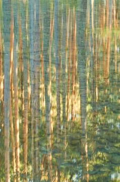 Tree trunks reflected on a river Stock Photos