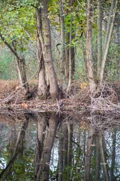Tree trunks reflected in tranquil pond. Foto stock