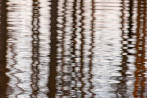 Tree trunks reflected in water Stock Photos