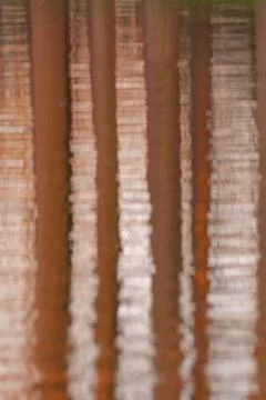 Tree trunks reflected in water Stock Photos