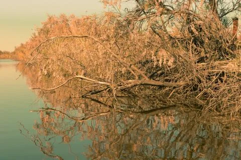Tree trunks reflecting on the crystal blue waters of a river during sunset Stock Photos