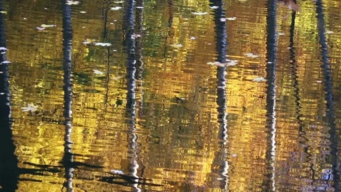 Tree trunks reflecting in water Stock Footage 104884584