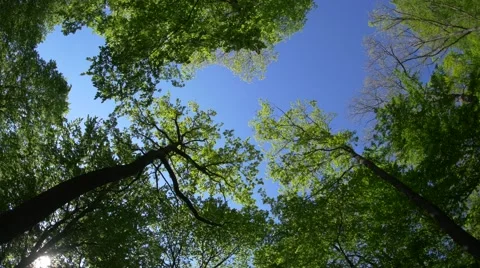 Tree trunks that rise high above the head forming a canopy sky blue Stock Footage