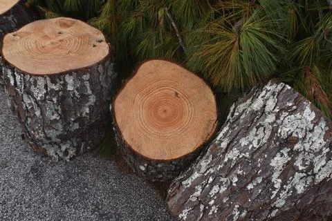 Tree trunks on the road Stock Photos