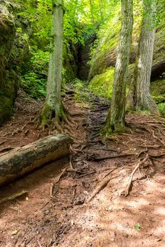 Tree trunks with roots and rocks in the Drachenschlucht Stock Photos