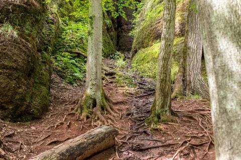 Tree trunks with roots and rocks in the Drachenschlucht Stock Photos