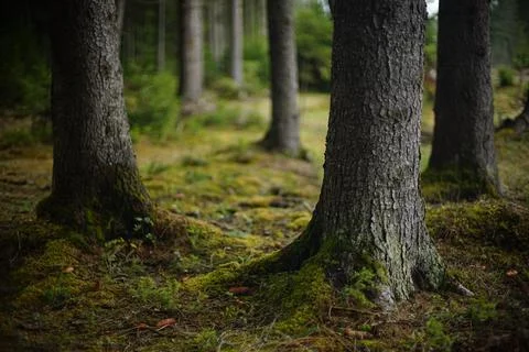 Tree trunks, roots with moss. Tree trunks covered with moss and lichen Stock Photos