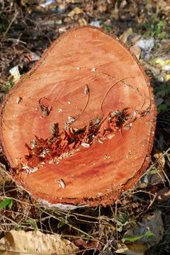 Tree trunks that run out of cutting down Stock Photos