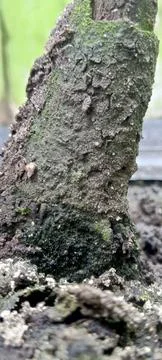 Tree trunks smeared with dry mud Stock Photos