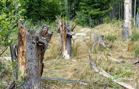 Tree trunks snapped or broken by the wind storms in the mountain forest Foto stock