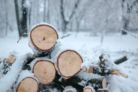 Tree trunks in a snow-covered forest, firewood for a stove, the work of a Stock Photos